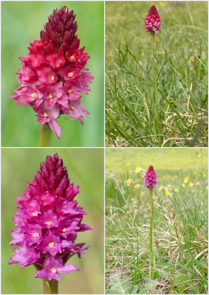 Variabilit morfologica in alcuni ibridi del genere Gymnadenia (Nigritella).